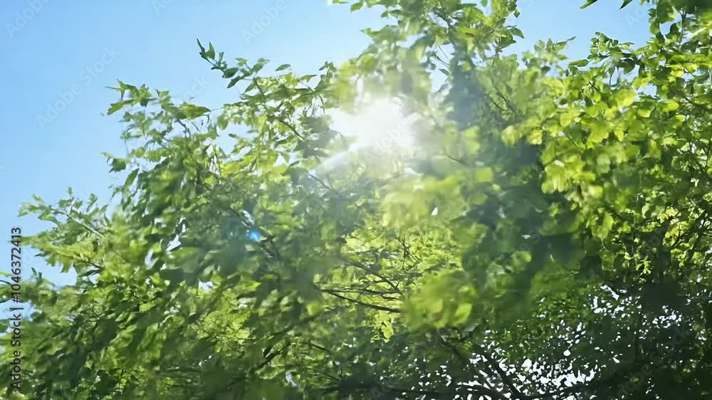 vertical 4K video features branches Acacia Albizia Julibrissin swaying gently wind bright blue sky backdrop capturing nature’s beauty offering relaxing outdoor scene background green leaf floral vertical 4K video features branches Acacia Albizia Julibrissin swaying gently wind bright blue sky backdrop capturing nature’s beauty offering relaxing outdoor scene background green leaf floral