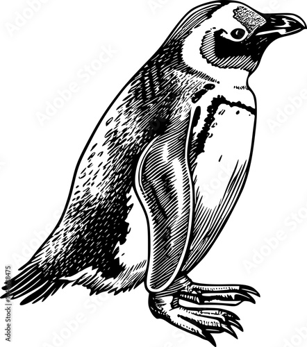 Black and white line art illustration of a penguin looking to the right.