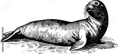 Black and white illustration of a seal lying on its belly with its head turned to the side.