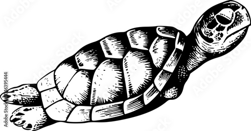 Black and white illustration of a turtle with its head turned to the side.
