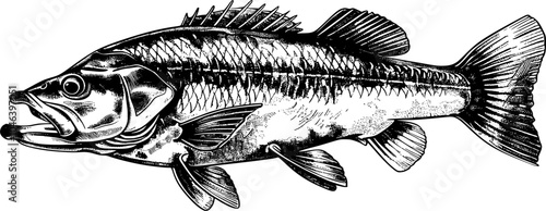 Black and white illustration of a largemouth bass with detailed scales, fins and mouth.