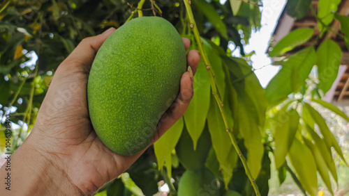 Fresh mangoes on a mango tree with the hands of a gardener who wants to pick them photo