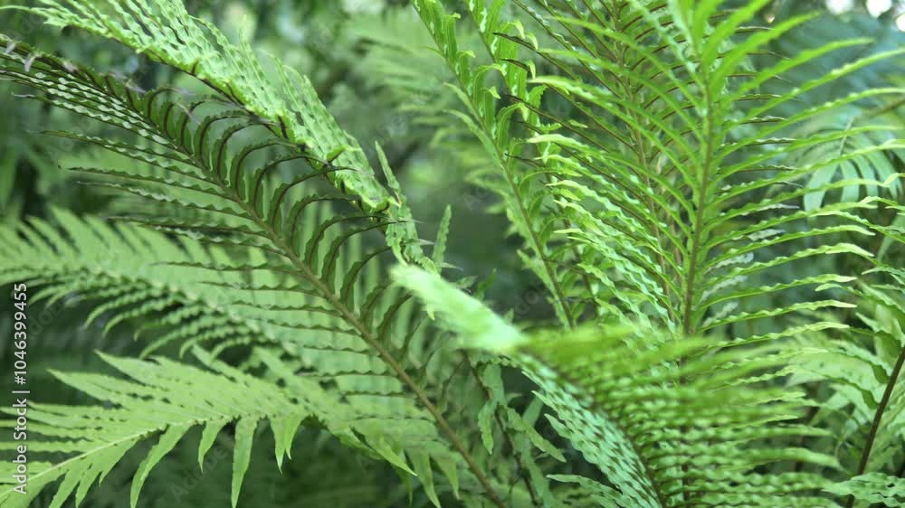 Beautiful lush green fern leaves thrive in their natural environment, creating a vibrant display Beautiful lush green fern leaves thrive in their natural environment, creating a vibrant display