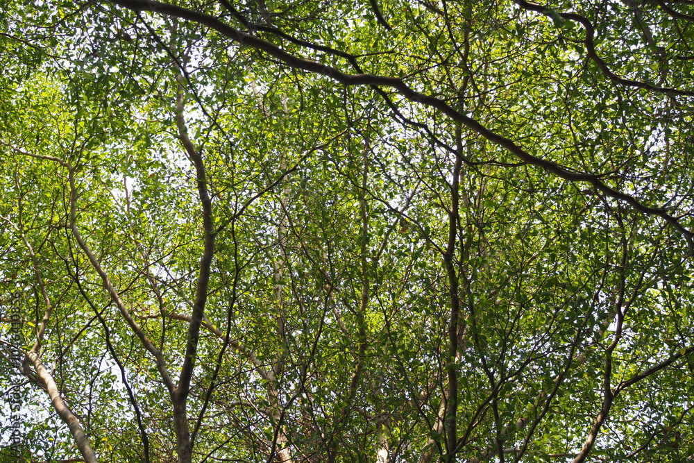 Lookup under the tree Lookup under the tree