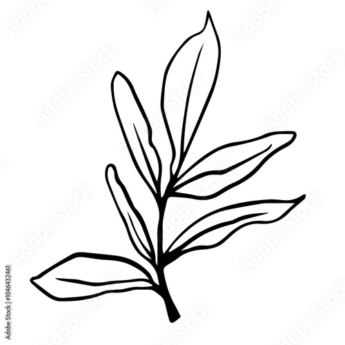 vector contour branch and leaves. Elegant branches for decoration. hand drawing monochrome botanical illustration for backgrounds. Template for wedding cards and polygraph, logo, tattoo