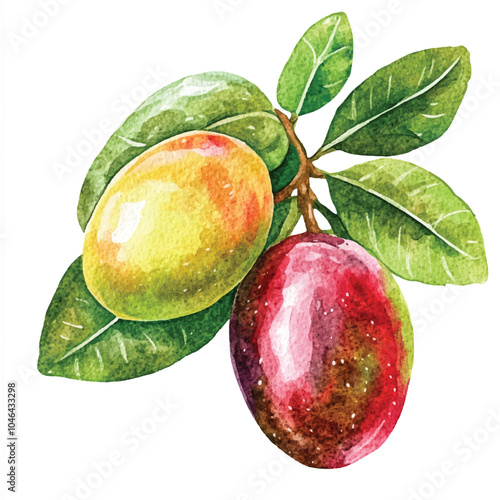 Grumichama fruit watercolor clipart illustration