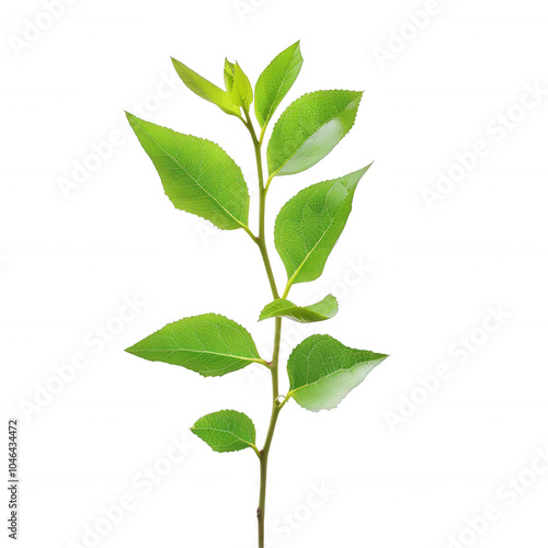 Transparent Green Leaf Stem with Veins Isolated on Black Background - Botanical Nature Photography