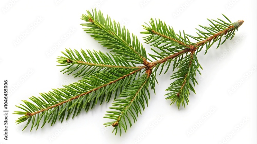 spruce branch isolated on white background spruce branch isolated on white background