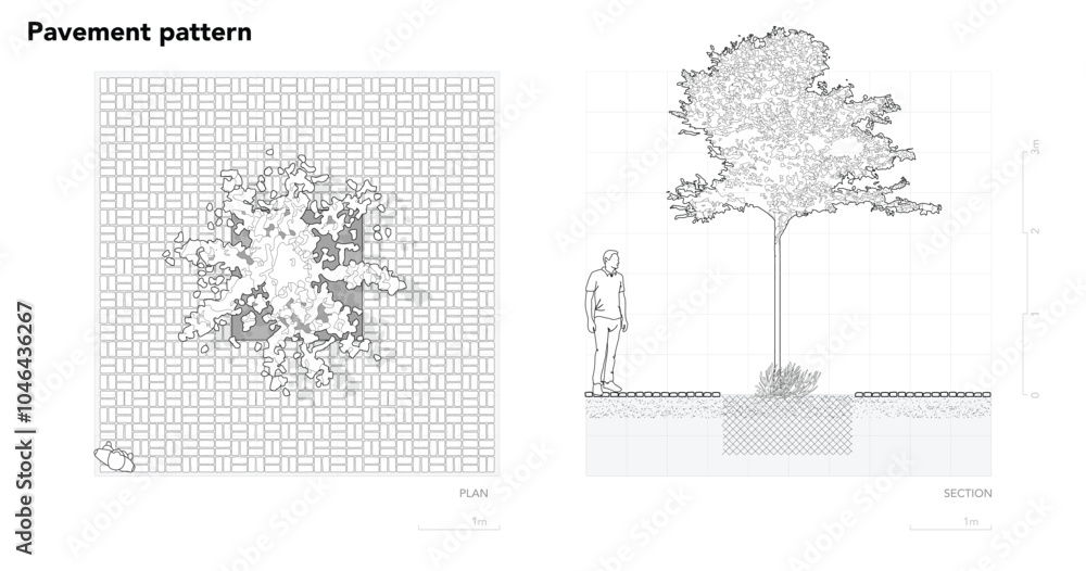 Obraz premium Architectural Drawings, Minimal style cad tree line drawing, Side view, plan and section forest outline symbol for landscape design drawing. Vector illustration in stroke fill in white.