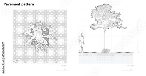 Architectural Drawings, Minimal style cad tree line drawing, Side view, plan and section forest outline symbol for landscape design drawing. Vector illustration in stroke fill in white.