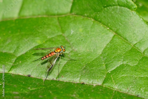 Bug on leaf