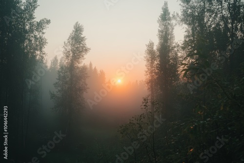 Golden sunrise peeking through misty forest in early morning light