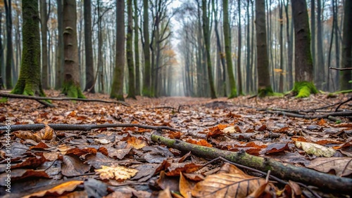 Muddy, grey-brown forest floor with decaying leaves and twigs, terrain, grunge, forest