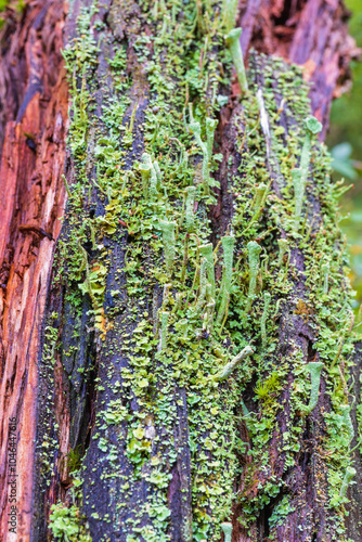 Trumpet cup lichen growing on a log photo