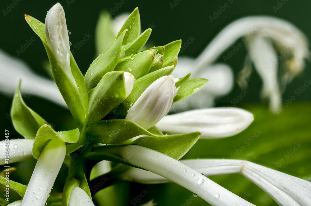 Fototapeta premium Blooming white hosta on a green background