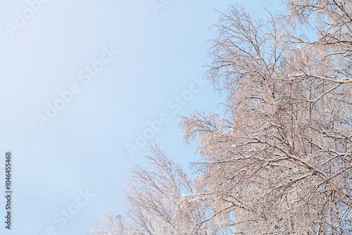 Winter natural background, snow-covered tree branches on the background of blue sky. Cold, frost in winter