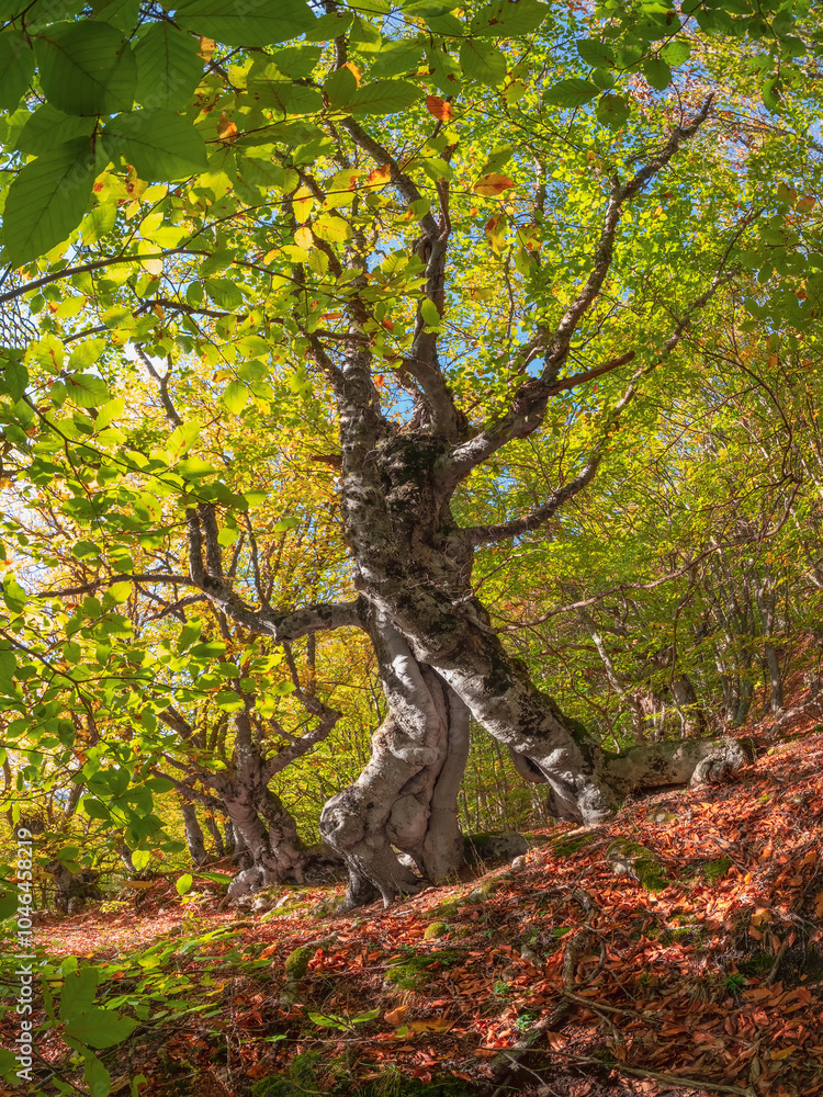 Fototapeta premium Sunny autumn beech forest with fancy tree trunks