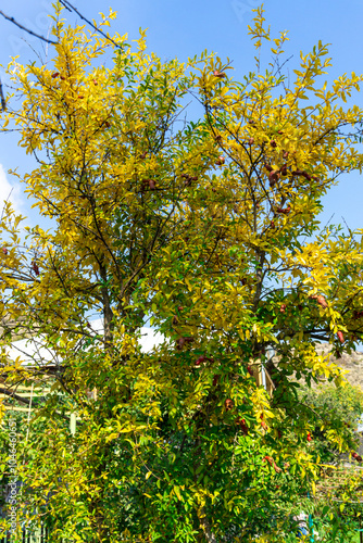 Autumn tree with pomegranate fruits with yellow leaves against bright blue sky photo