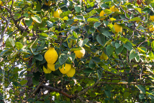 Several yellow quince fruits among leaves on a tree in the garden photo