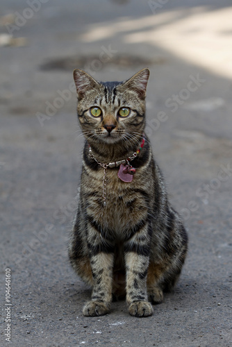 Portrait of a pet cat taken on the street photo