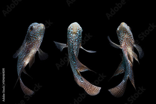 Louhan fish. flowerhorn chiclid fish, crossbreed animal, black background photo