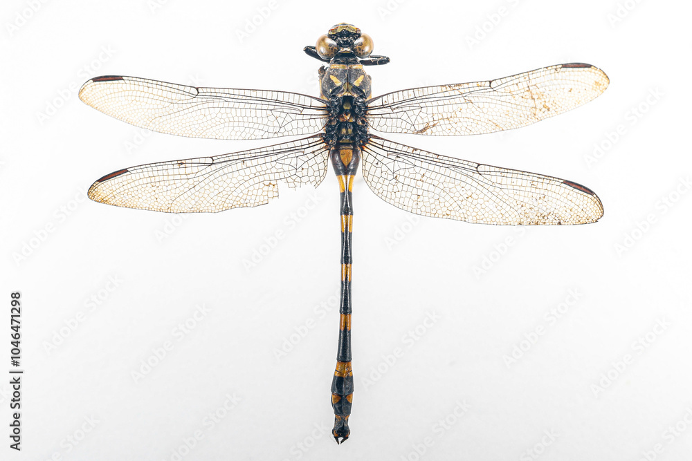 Dragonfly Features Structural characteristics and components of dragonflies in Thailand ...