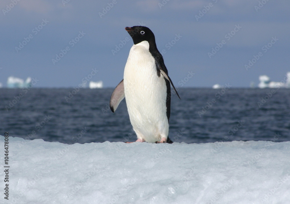 Fototapeta premium Penguin on floating ice in the ice-covered Ross Sea, Antarctica