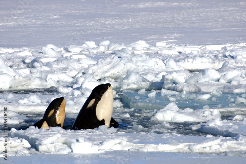 Killer whale in the ice-covered Ross Sea, Antarctica