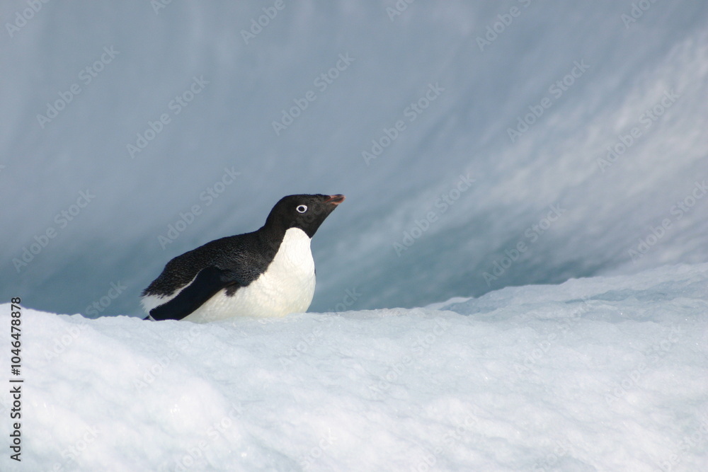 Fototapeta premium Penguin on floating ice in the ice-covered Ross Sea, Antarctica