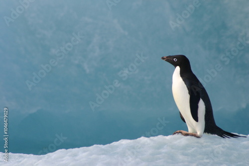 Canvastavla Penguin on floating ice in the ice-covered Ross Sea, Antarctica