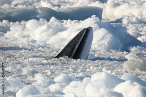 Minke Whale in the ice covered Ross Sea, Antarctic Ocean