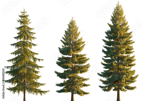 Picea pungens colorado blue green spruce evergreen pinaceae needled tree isolated png on a transparent background perfectly cutout sunset lighting photo