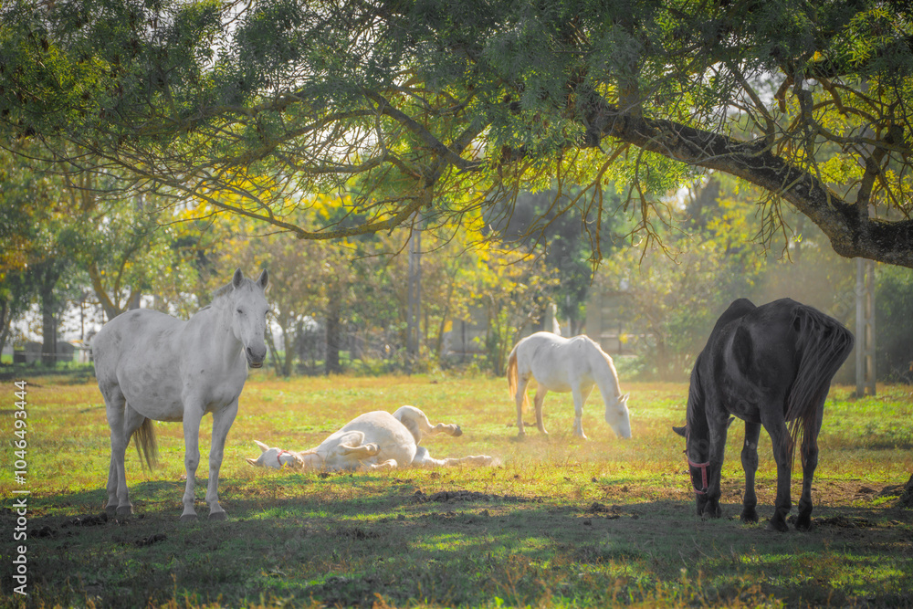 horses in the field horses in the field