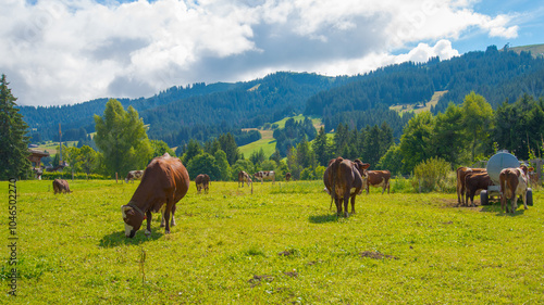 Fototapeta Naklejka Na Ścianę i Meble -  Bovine cattle grazing over a green rural meadow in France, close to the village of Megeve. Mountains with green pines forest on the background.
