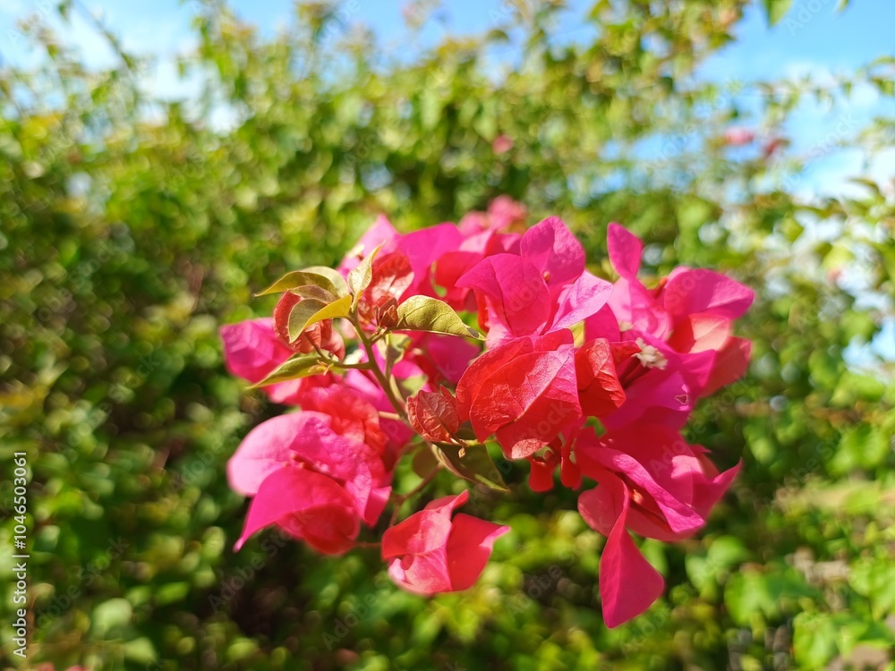Obraz premium Bougainvillea