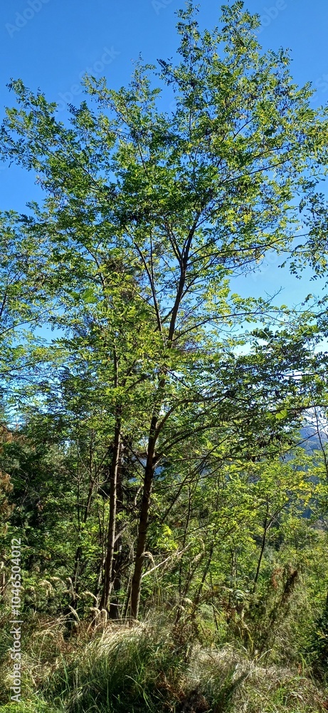 Obraz premium Forest 