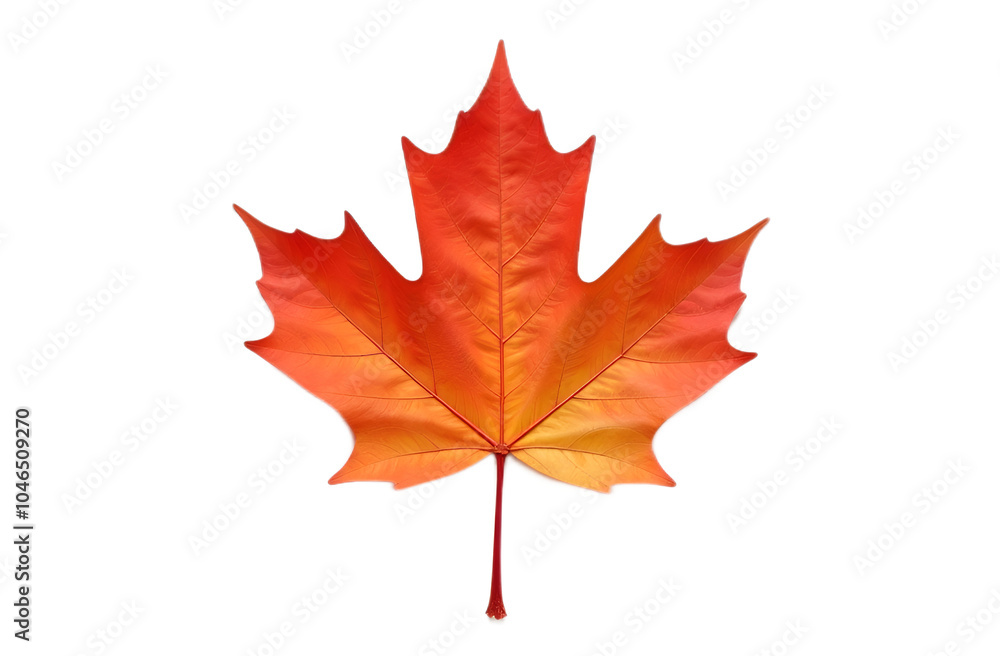 Fototapeta premium Red autumn maple leaf on transparent background