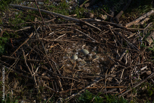 Close-up of a nest of mute swans eggs in the spring season