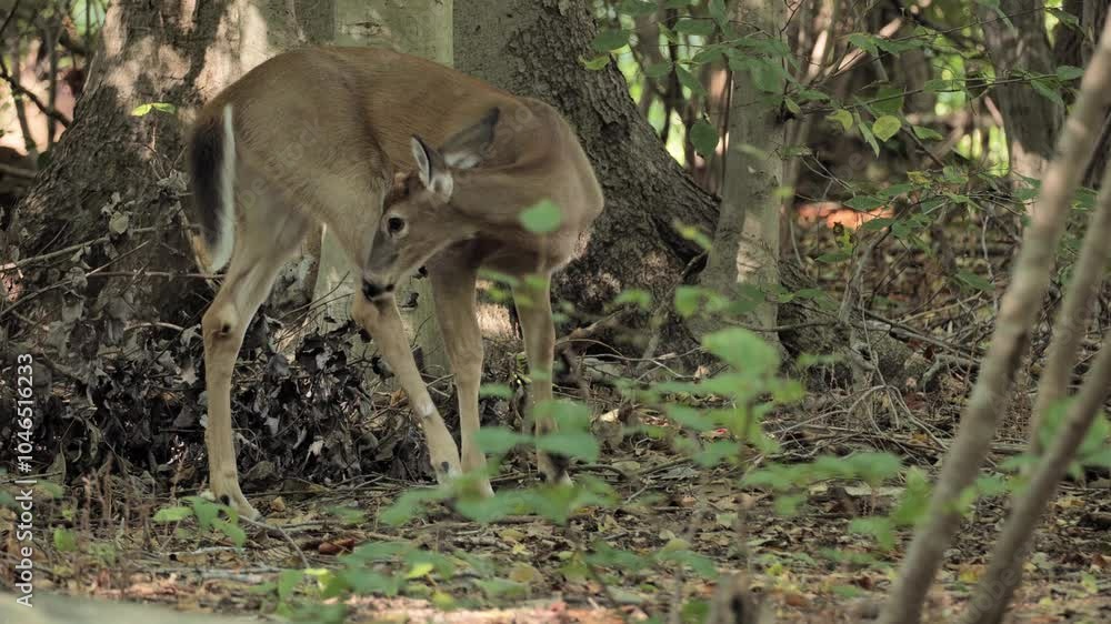 Deer (Cervidae) resting in the shade in an autumn forest