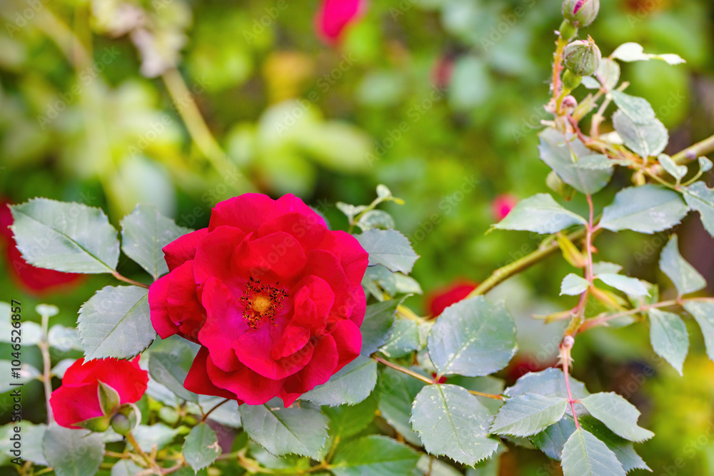 Close-up of a blooming bush of a tea rose flower.