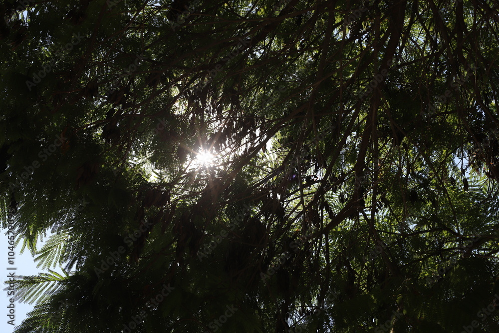 The sun's rays break through the dense foliage of the tree. The sun's rays break through the dense foliage of the tree.