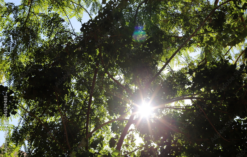 Fototapeta premium The sun's rays break through the dense foliage of the tree.