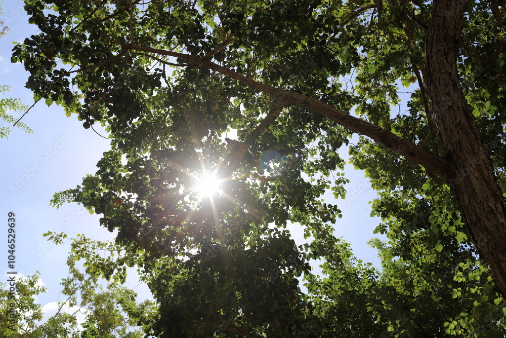 Fototapeta premium The sun's rays break through the dense foliage of the tree.