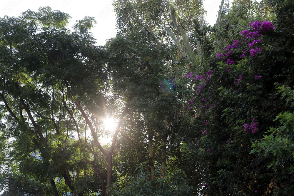 Fototapeta premium The sun's rays break through the dense foliage of the tree.