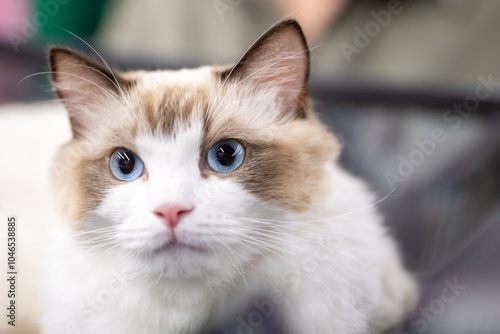 A detailed close up of a brown and white cat showcasing its beautiful blue eyes