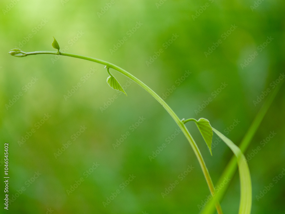 Green Leaves background Green Leaves background