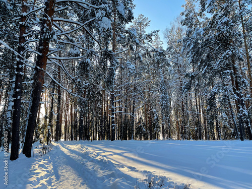 Winter forest on a sunny day