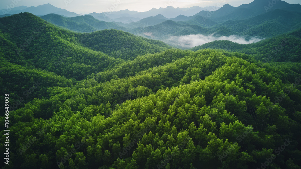 Fototapeta premium A lush green forest with mountains in the background