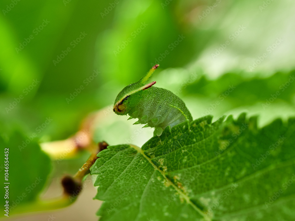 Two tailed Pasha caterpillar. Charaxes jasius Two tailed Pasha caterpillar. Charaxes jasius