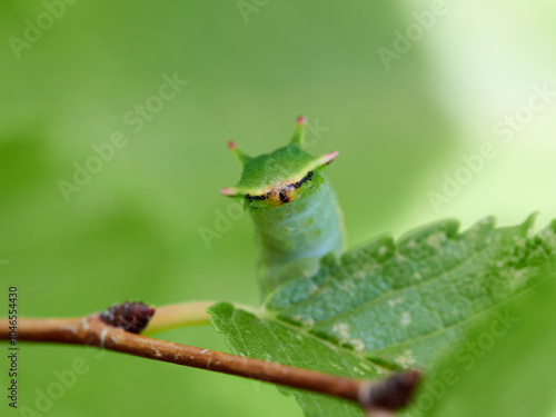 Two tailed Pasha caterpillar. Charaxes jasius photo